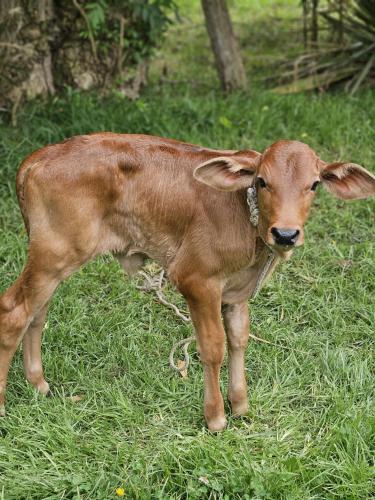 a baby calf standing in a field of grass at Cabaña el rincon de la abuela in Guasca