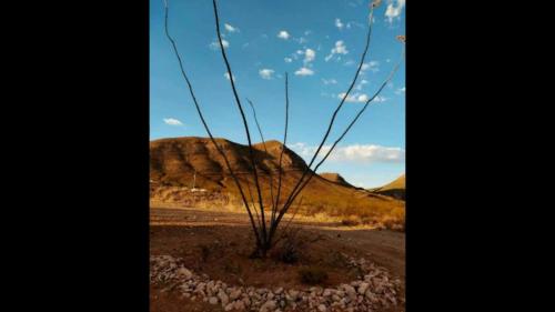 a tree in the middle of a desert with a mountain at StarGazer Hidaway in Bisbee