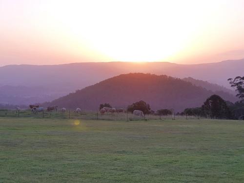 a herd of sheep grazing in a field at sunset at Modern Couples Getaway in Witta