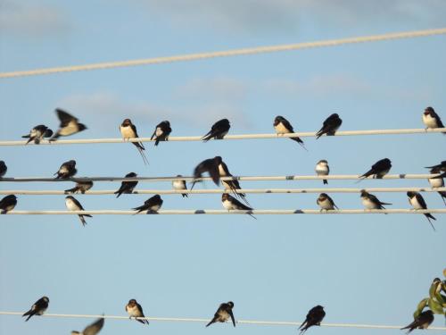 a flock of birds sitting on a wire at Hévízi fecskefészek in Hévíz