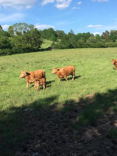 a group of cows walking in a field at Schwabenhof Ferienwohnung I in Leutershausen