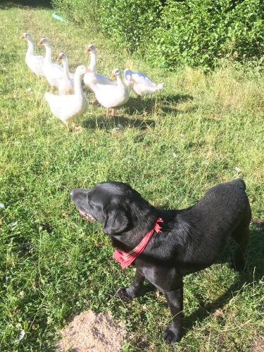 a black dog standing in the grass with ducks at Schwabenhof Ferienwohnung I in Leutershausen