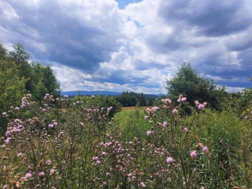 a field full of pink flowers in a field at Ałabajka in Wleń
