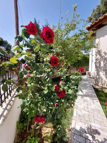 a bush of red roses in a garden at Boheme studio Artemis in Áyios Spirídhon