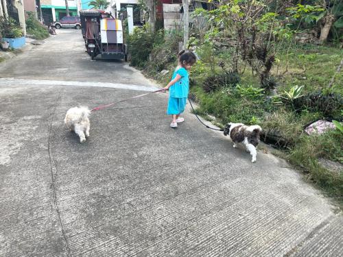 Una bambina che porta a spasso due cani al guinzaglio di Crystal Aire a General Trias