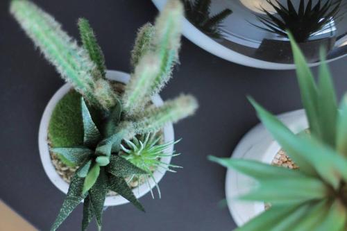 a group of plants in pots on a table at b hotel Ball Park - Apt 2mins to Baseball 5mins to Hiroshima Sta 4ppl in Hiroshima