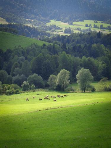 a herd of animals grazing in a green field at Nad Horyłką in Ropienka