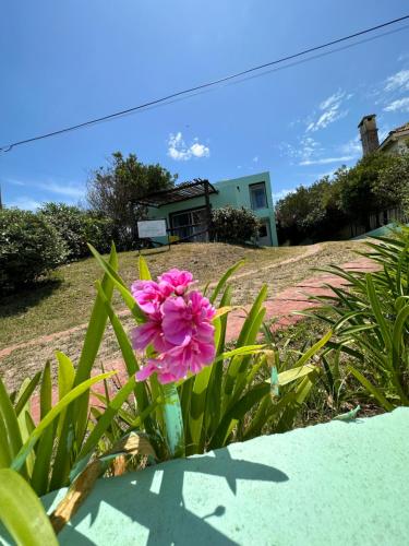 a pink flower in front of a house at Hotel Donatella mare boutique in Punta del Este