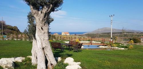 a tree in a field with a bench and a pond at Adayel Bagevi & Butik Otel in Bozcaada