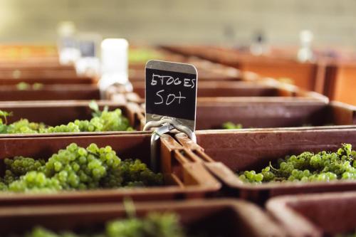 a bunch of baskets of green grapes with a price sign at Le Château d'Etoges - Champagne in Étoges