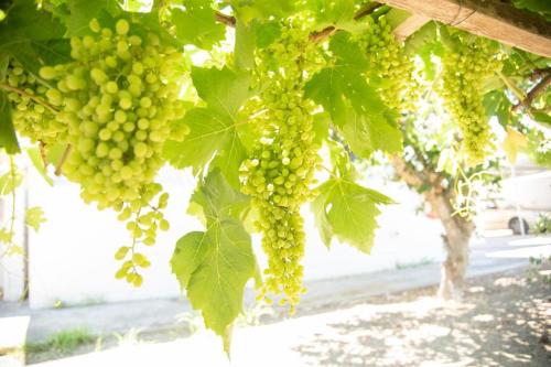 a bunch of green grapes hanging from a tree at El Verano in Kardamaina