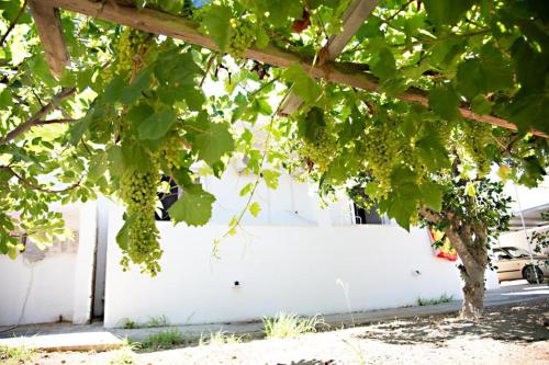 a bunch of green grapes hanging from a tree at El Verano in Kardamaina