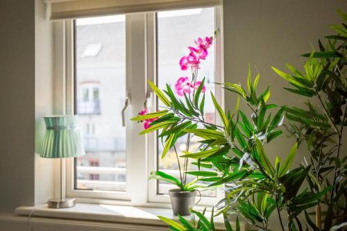 Gambar di galeri bagi Pink Blossom di Clifden