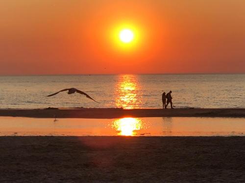 two people walking on the beach with a bird flying at Villa aan Zee in Noordwijk