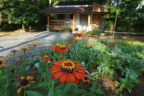 a garden with red and yellow flowers in front of a house at Thong Tiny House in Phatthalung