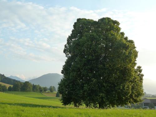 uma árvore no meio de um campo verde em Ferienwohnung Hörnle em Bad Kohlgrub