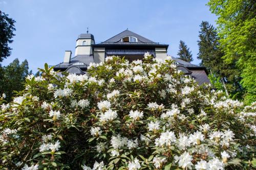 a tree with white flowers in front of a building at Villa Pepita in Miedzygorze