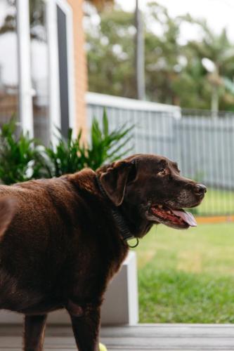 a brown dog standing in front of a house at Moffat Beach Coastal Contemporary Unit B in Caloundra