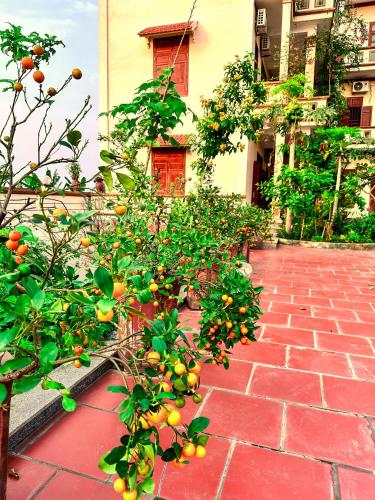 Zahrada ubytování Lake View Motel - Tam Điệp Ninh Bình