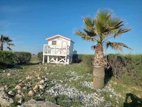 eine Palme vor einem rosa Haus in der Unterkunft Entre port et Village in Gruissan