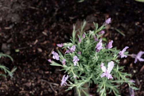 a plant with purple flowers in the dirt at Monte-Vista: Minutes to the City Views & Parking in Newstead