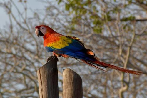 un uccello colorato seduto sopra un palo di legno di Tequila SunBeach Baru Eco-Hotel a Barú