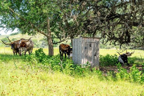 a group of animals standing in a field at River Hill Ranch, great views & river access! in Flugrath