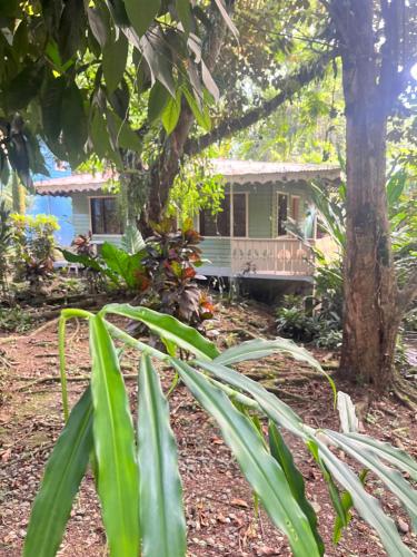 a house in the woods with a tree at Casa Rio in Cocles