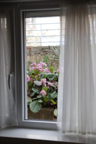 a window with a plant with pink flowers in the window at Stardust apartman in Pécs