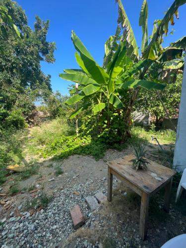 a wooden bench sitting next to a banana tree at Casita con linda jardín a 1minutos de la playa in Las Tunas