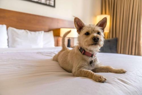 a dog laying on a bed in a hotel room at Hotel 116, A Coast Hotel Bellevue in Bellevue
