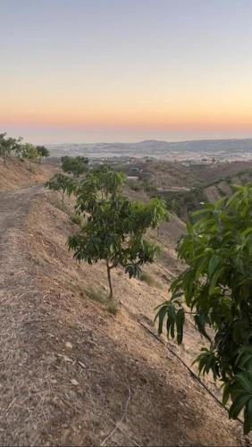 a view of a hill with trees on it at Refugio del Mirador in Vélez-Málaga