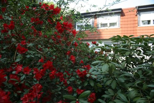 un arbusto con flores rojas delante de un edificio en Hotel-Restaurant Fasanerie, en Marburg an der Lahn