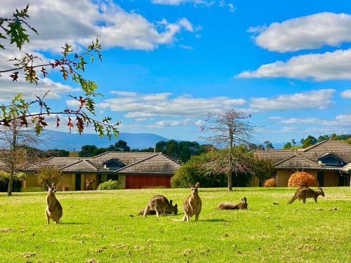 a group of kangaroos grazing in a field at Yarra Valley Serenity House in Golf Course Resort in Wonga Park