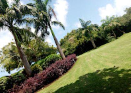 a palm tree sitting on top of a lush green field at 3RD Ave. Beach Apartment Nyali, Mombasa, North Coast in Nyali