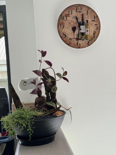 a potted plant with a clock on a wall at Cin Cin at Mclaren in McLaren Vale