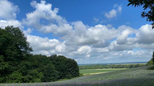 un campo de flores con un cielo azul y nubes en FeWo Hasen Suite, en Worpswede