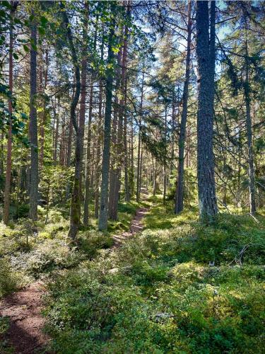 a dirt trail in a forest with trees at Kustvy - En Destination intill Havet in Skärplinge