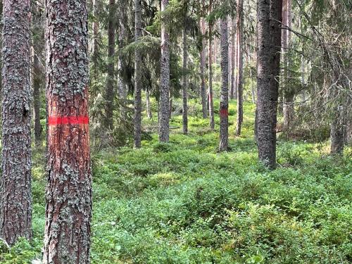 a forest with trees with a red stripe on it at Kustvy - En Destination intill Havet in Skärplinge