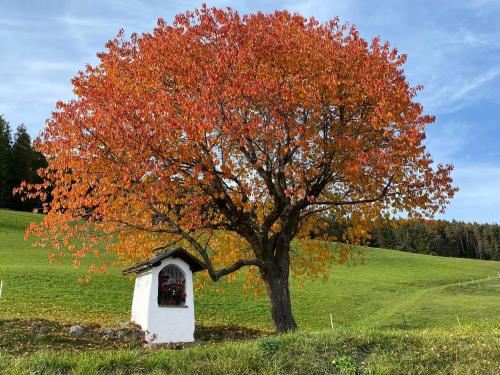 a tree in the middle of a field with a dog house at Sturmhof in Chiusa