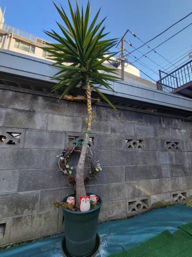 a palm tree in a pot next to a wall at 古民家　鈴乃家～SUZUNOYA　８名まで滞在可　船橋駅の隠れ宿 in Funabashi