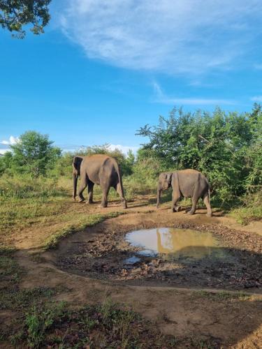 two elephants walking next to a puddle of water at Residence Inn in Udawalawe