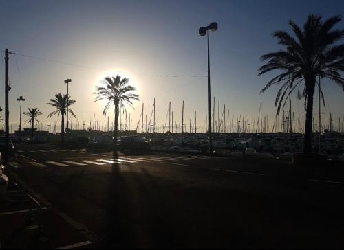 un groupe de palmiers dans un parking dans l'établissement Appartement Saint Cyprien Port, à Saint-Cyprien