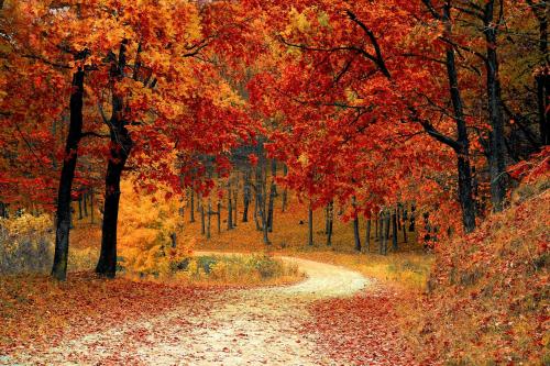 a painting of a road in the autumn forest at property in Ujjain