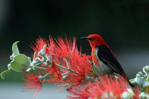 a red bird sitting on top of a red flower at property in Ujjain