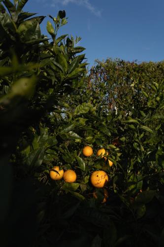 a bunch of oranges growing in a tree at Quinta do Ferreiro in Ponta Delgada