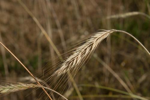 a close up of a field of tall grass at Dom z basenem nad Narwią in Szablak