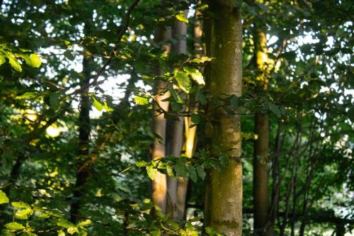 Oku Wooden Pod, Newburgh Priory Estate photo 53