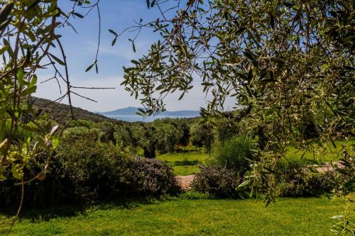 a path through a field with trees and bushes at Casa Ulivo in Orbetello