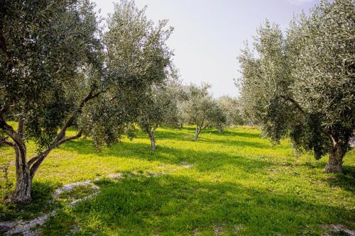 an orchard of olive trees in a green field at Myrtilli Cottages Pelion in Áno Lekhónia
